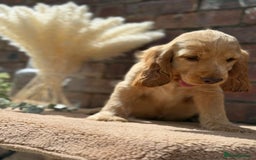 Cocker Spaniel dogs for sale: Show cocker spaniel in Bradford - Image 19