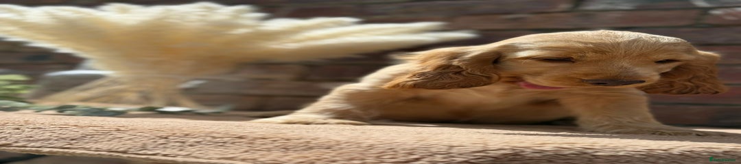 Cocker Spaniel Puppy 4