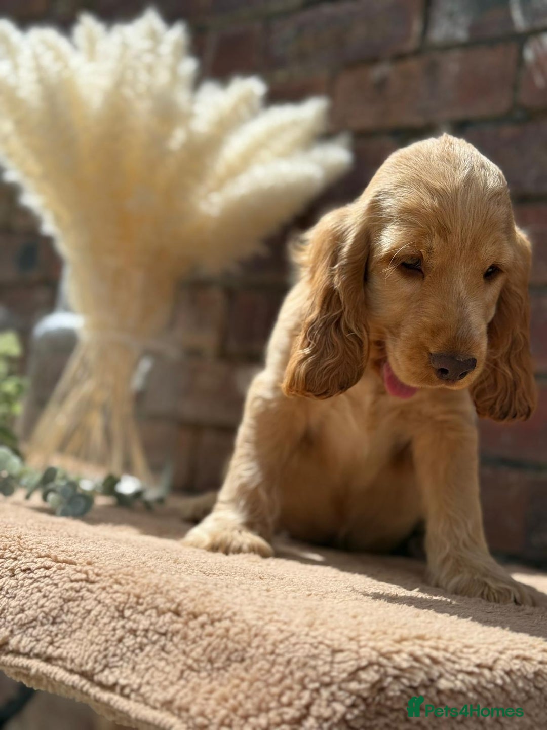 Cocker Spaniel dogs for sale: Show cocker spaniel in Bradford - Image 19