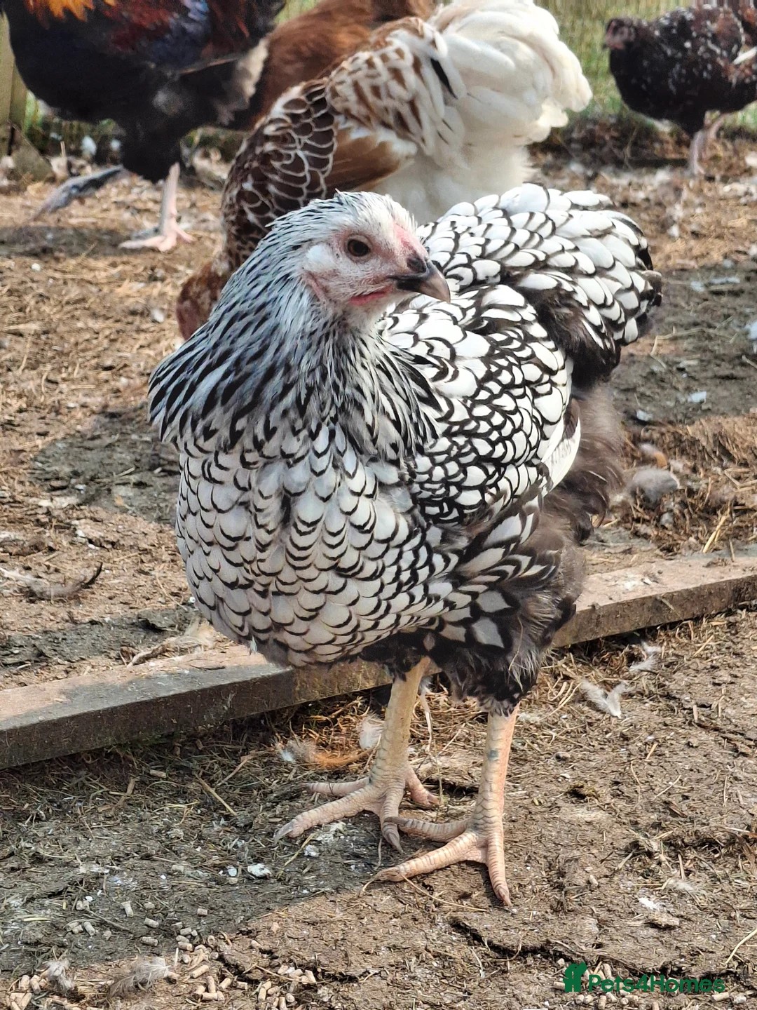 Chickens poultry for sale: LACED WYANDOTTES  - Advert 1