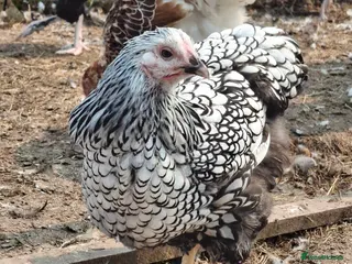 Chickens poultry LACED WYANDOTTES - Advert 12