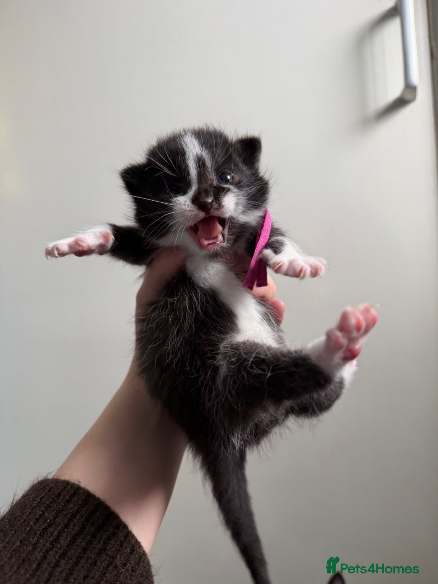 Domestic Shorthair cats Beautiful fluffy kittens ready in JUNE  - Advert 16