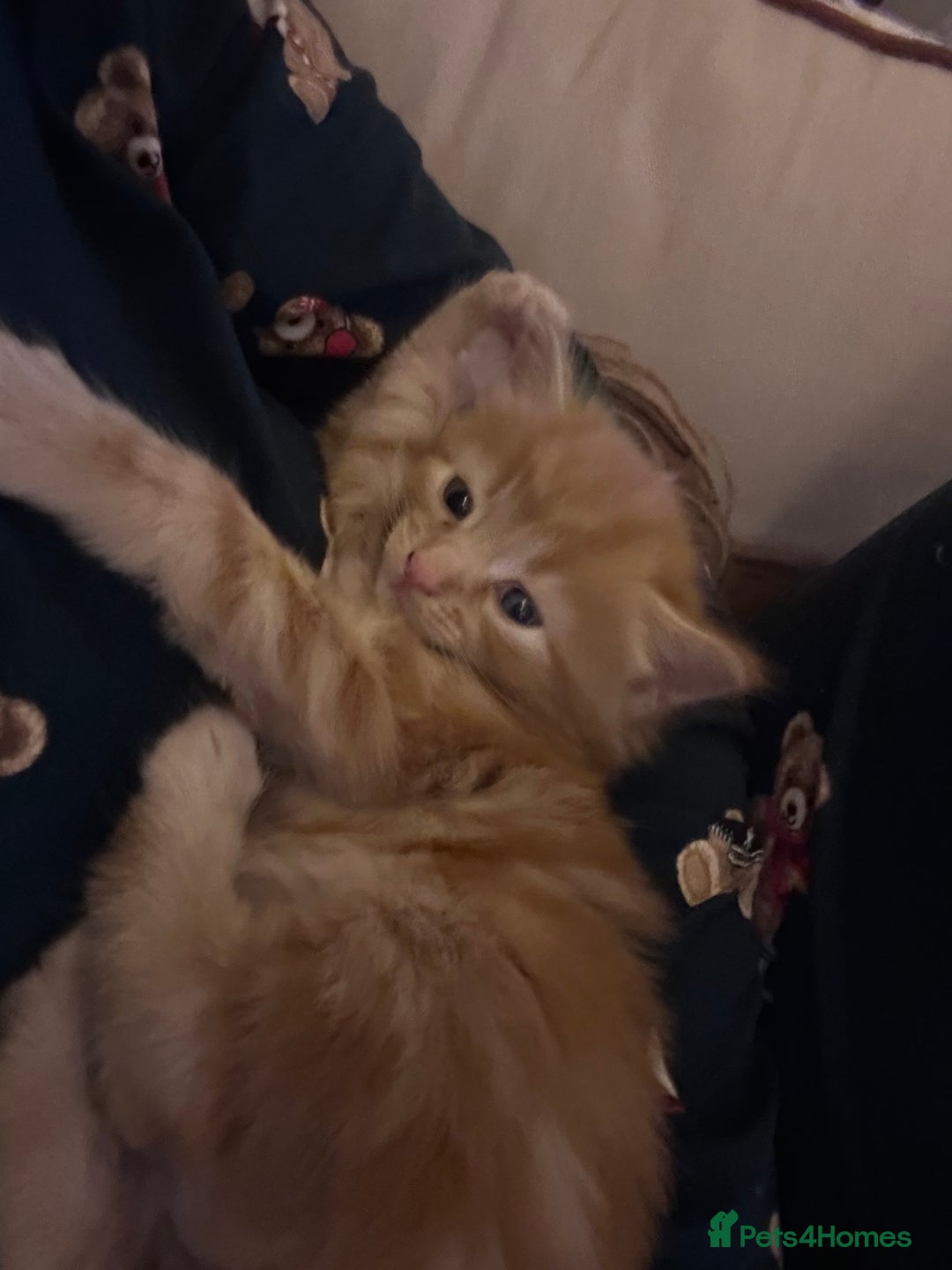 British Longhair cats for sale: Ginger British long hair male kitten - Advert 3