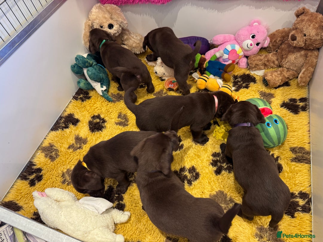 Labrador Retriever dogs for sale: Outstanding Quailty Chocolate Labrador Puppies - Advert 11