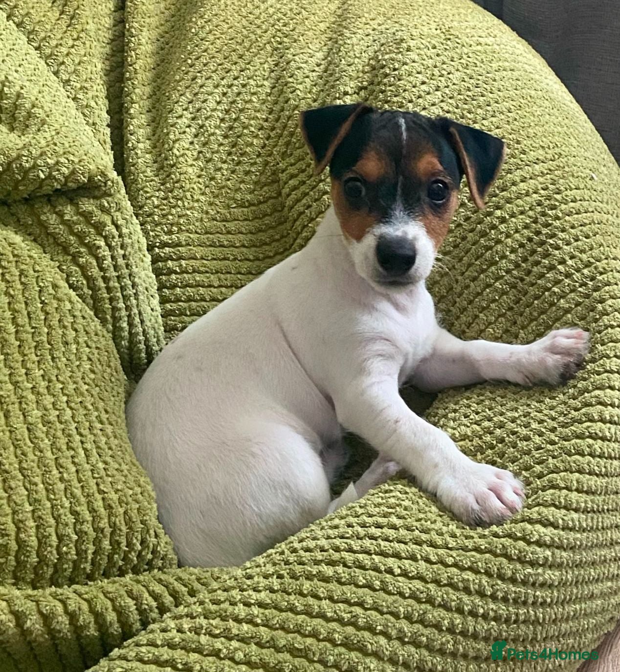 Jack Russell dogs Traditional jack Russell puppy - Advert 1