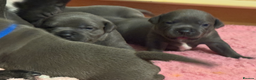 Staffordshire Bull Terrier dogs for sale: KC Blue Staffordshire Bull Terrier Puppies  - Advert 38