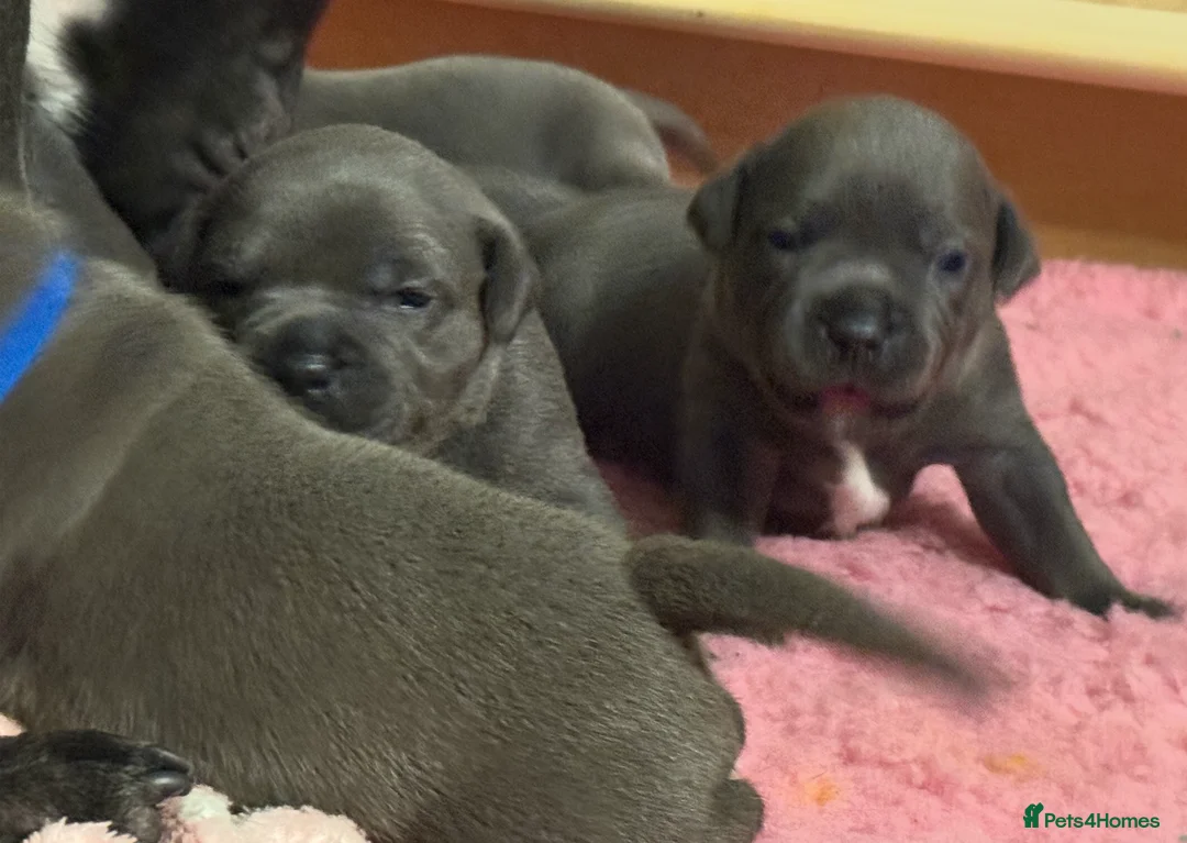 Staffordshire Bull Terrier dogs for sale: KC Blue Staffordshire Bull Terrier Puppies SOLD - Advert 29