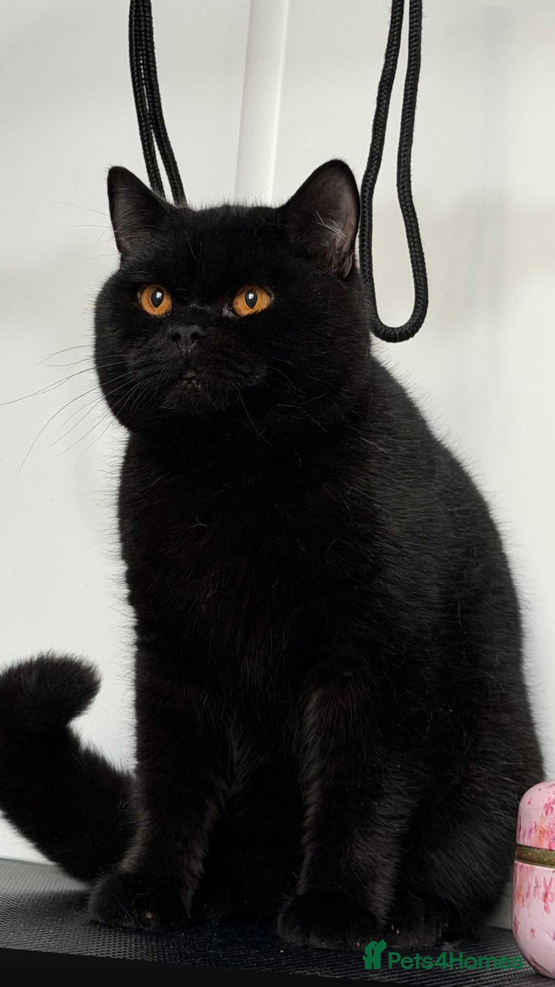 British Shorthair cats for sale: Beautiful black BSH  - Advert 4