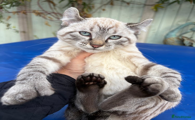 Bengal cats Breathtaking rare snow leopard  - Advert 2