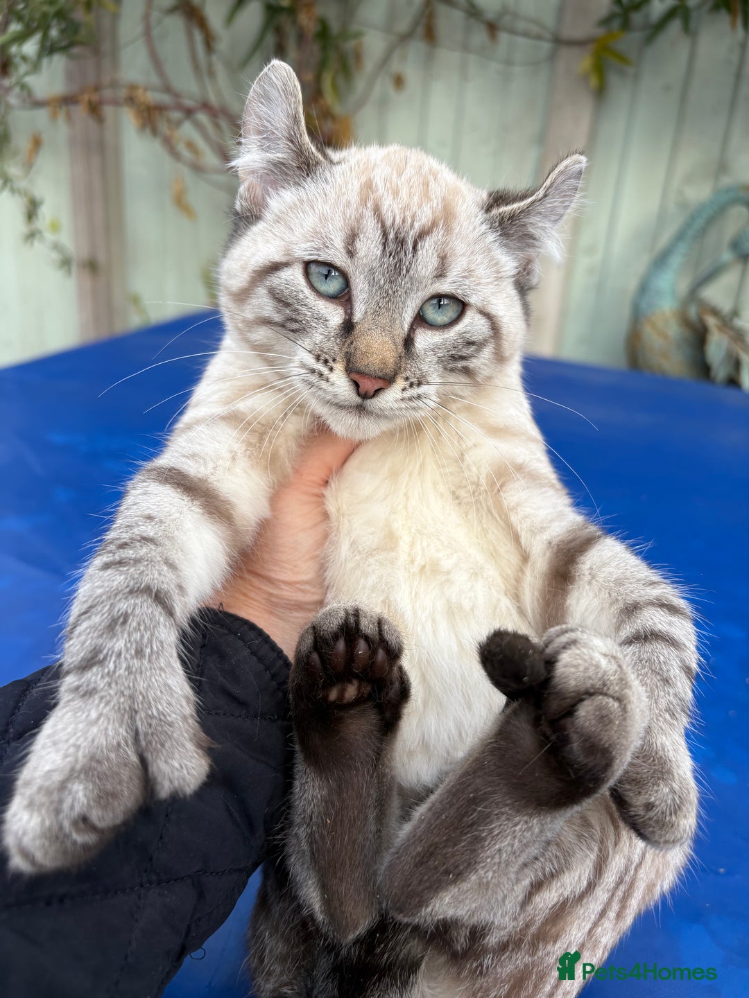 Bengal cats for sale: Breathtaking rare snow leopard  - Advert 3