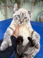 Bengal cats Breathtaking rare snow leopard - Advert 3