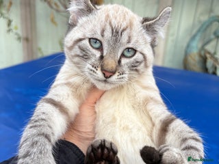 Bengal cats Breathtaking rare snow leopard - Advert 2