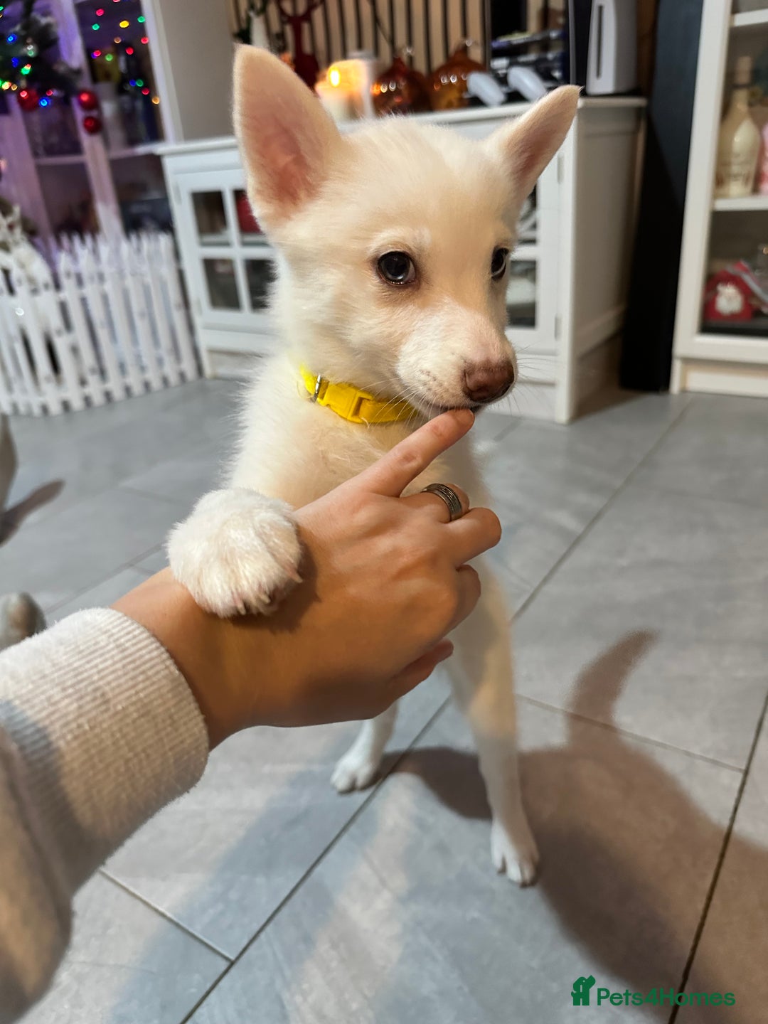Pomsky dogs for sale: READY SMALL F4 POMSKY - Advert 16