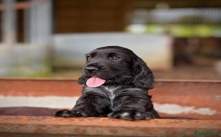 Cocker Spaniel dogs - Advert 1