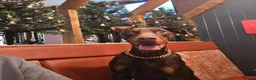 Dobermann dogs for sale: Female Doberman - Advert 1