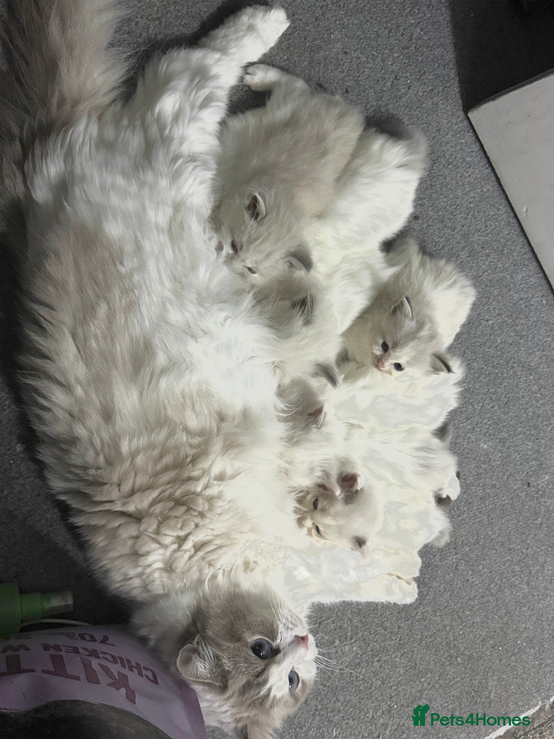 Ragdoll cats for sale: Pure Ragdoll kittens, ready 20th December - Advert 6