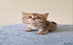 British Shorthair cats for sale: 3 beautiful british shorthair kittens 🥰 - Image 9