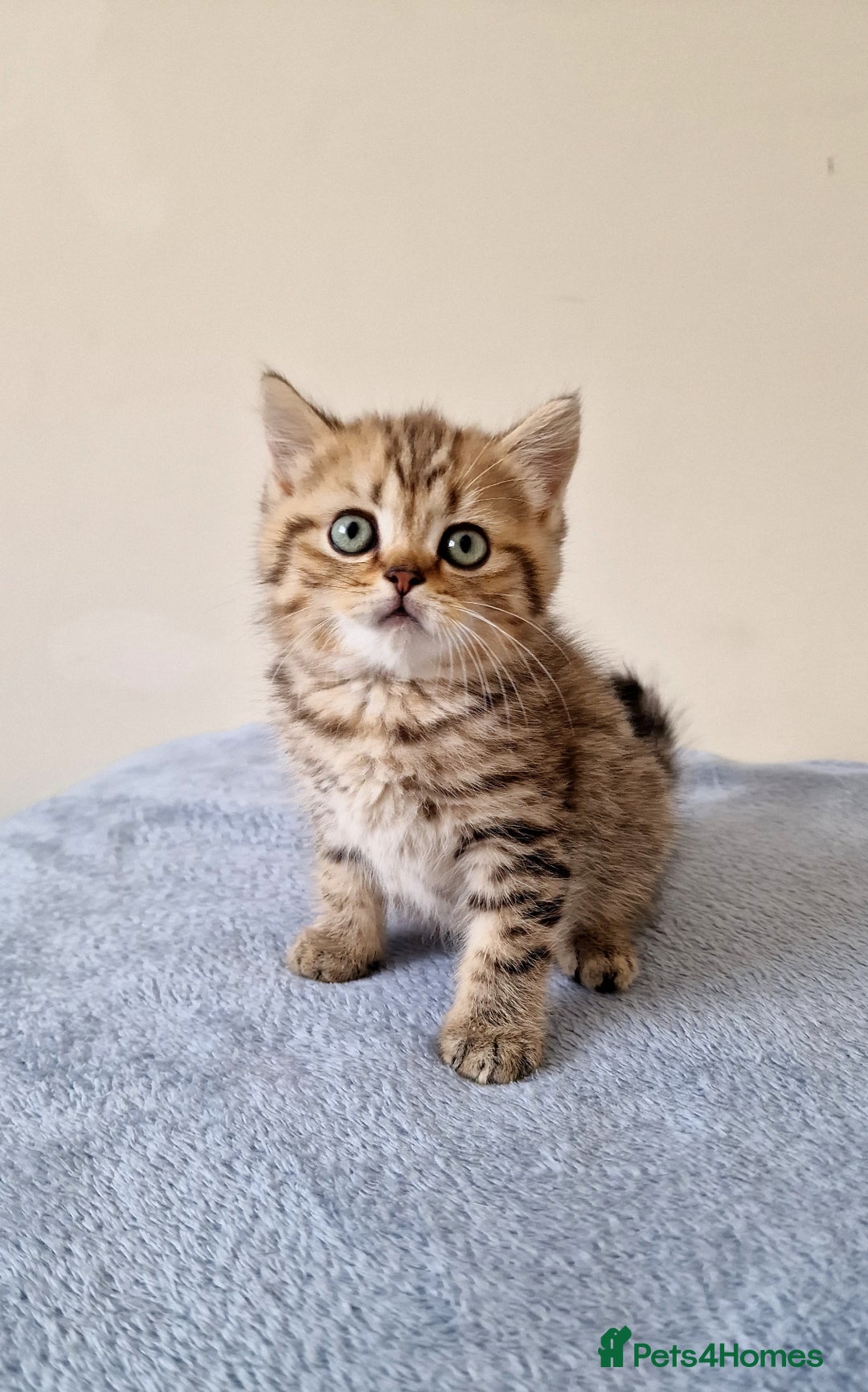 British Shorthair cats for sale: 3 beautiful british shorthair kittens 🥰 - Image 9