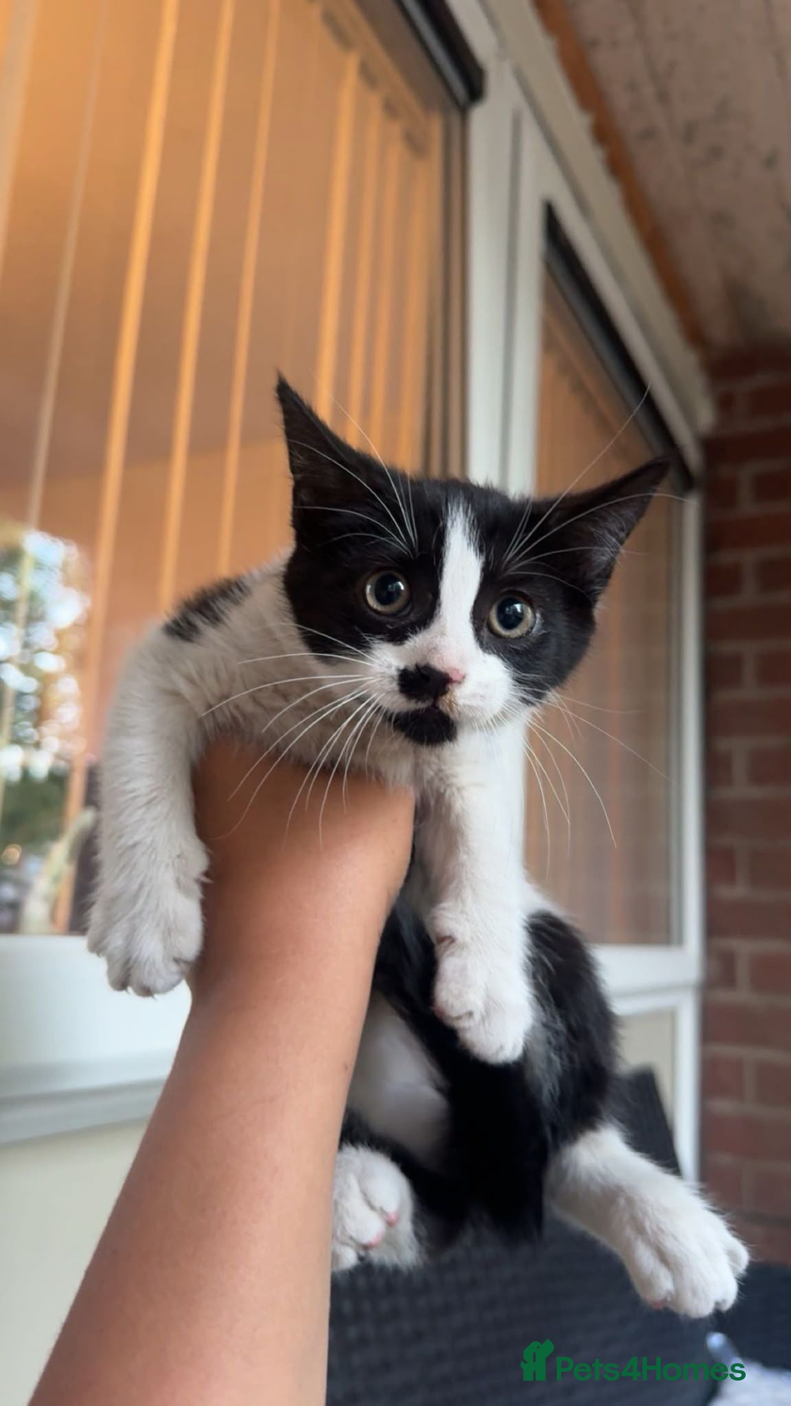 Mixed Breed cats Kitten  - Advert 17