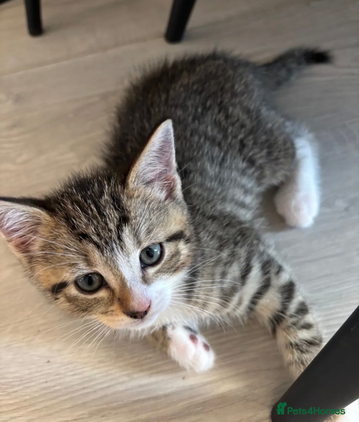 British Shorthair cats Tabby Kittens X3 and one black and white kitten - Advert 14