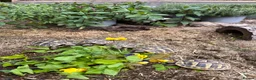 Tortoise reptiles for sale: **LAST FEW**Stunning baby Hermann Tortoises CB/UK - Advert 3