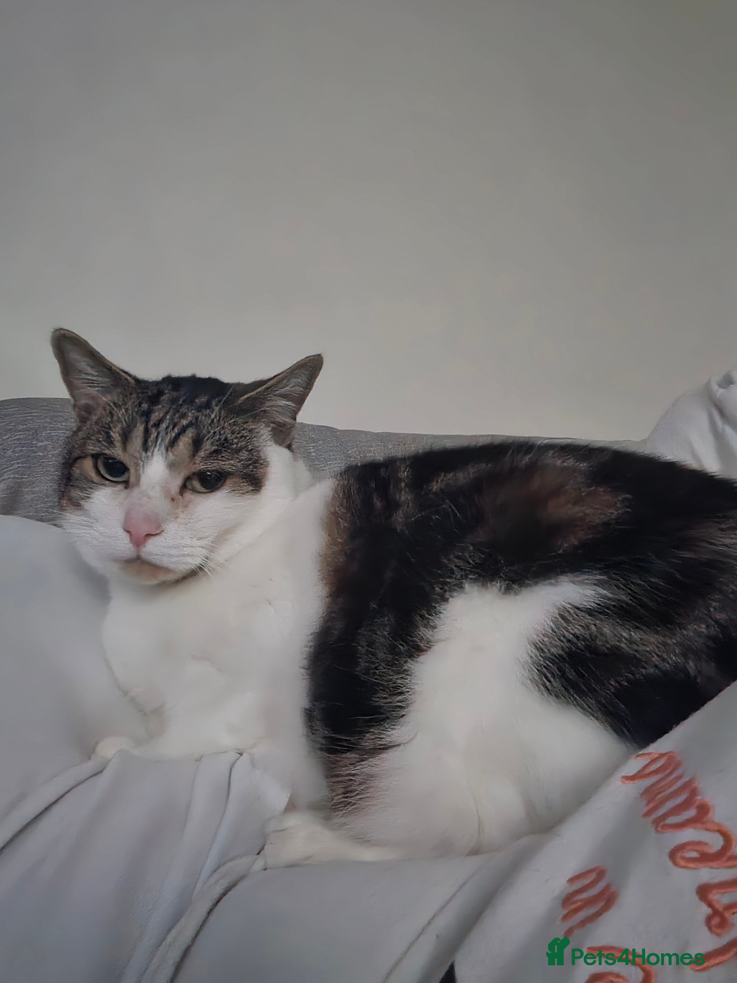 Mixed Breed cats Trevor - 5 year old affectionate boy  - Advert 1