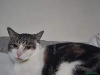 Mixed Breed cats Trevor - 5 year old affectionate boy - Advert 1