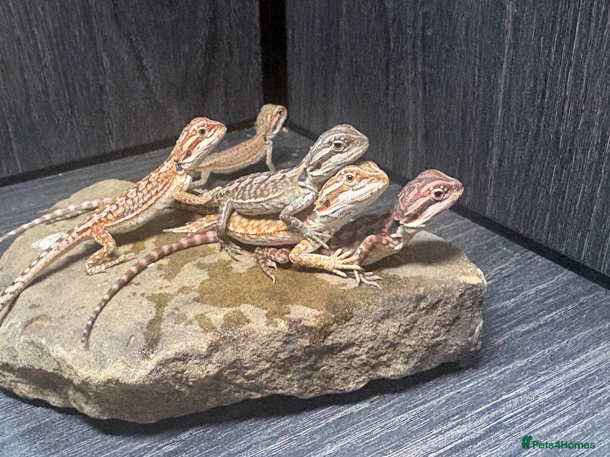 Bearded Dragon reptiles Friendly baby dragons - Advert 1