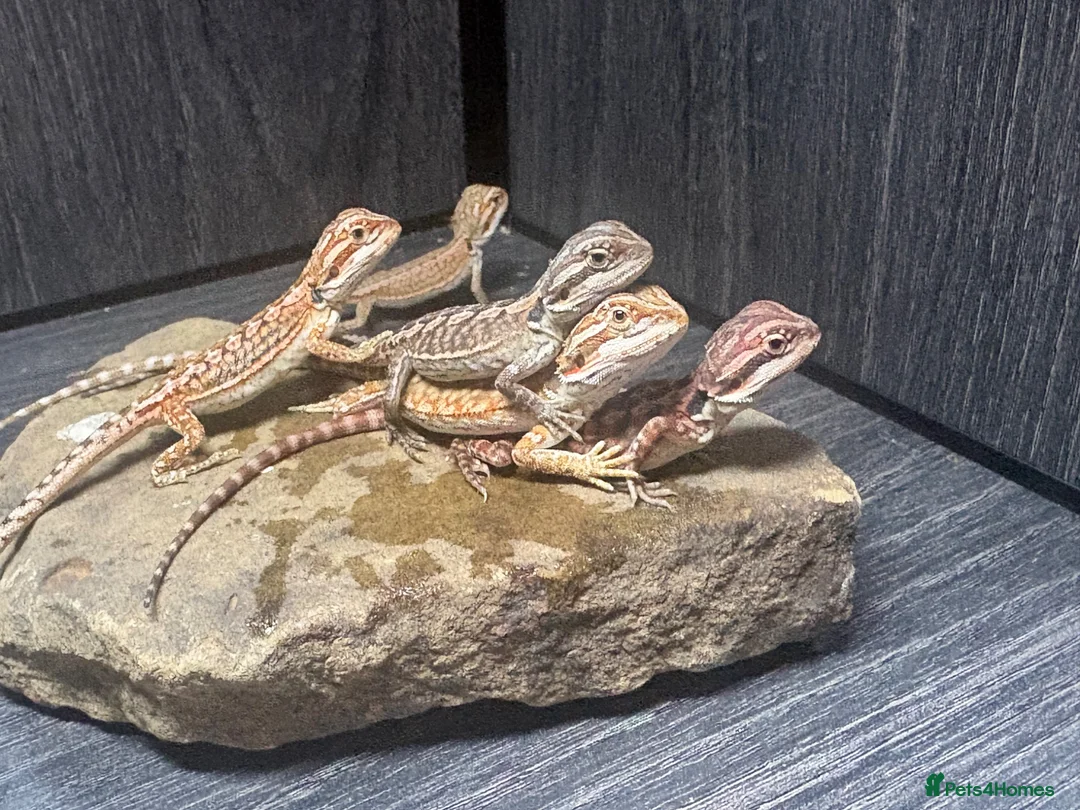 Bearded Dragon reptiles for sale: Friendly baby dragons - Advert 1