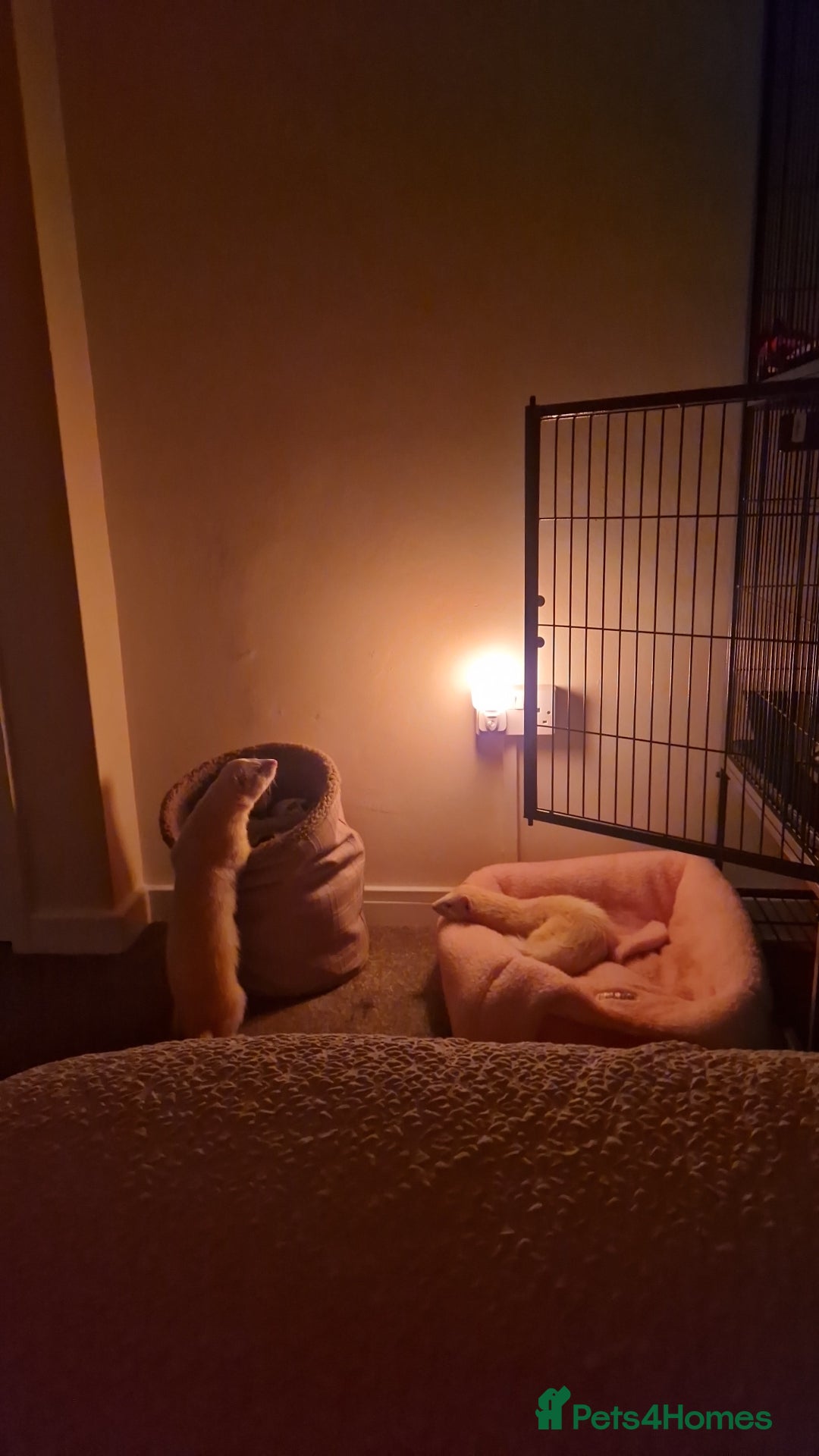 Ferret rodents for sale: 2 Male Albino Ferrets With Everything  - Image 30