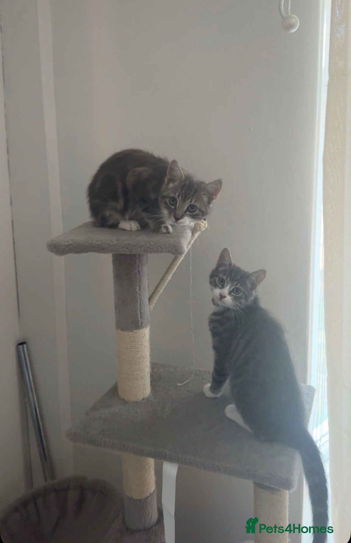 Mixed Breed cats 2 kittens  **   - Advert 1