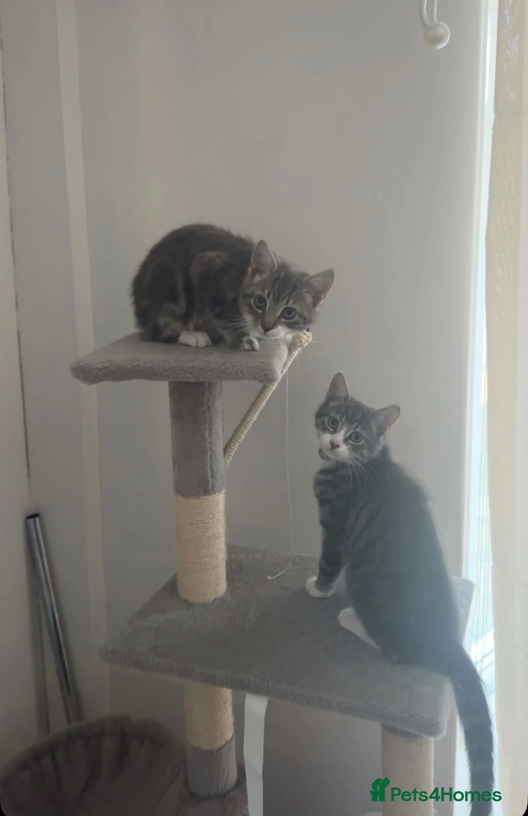 Mixed Breed cats for sale: 2 kittens  **   in Stockton-on-Tees - Advert 1