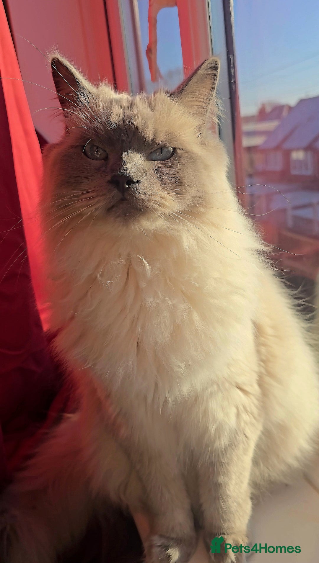 Ragdoll cats for sale: Ragdoll for sale  - Image 4