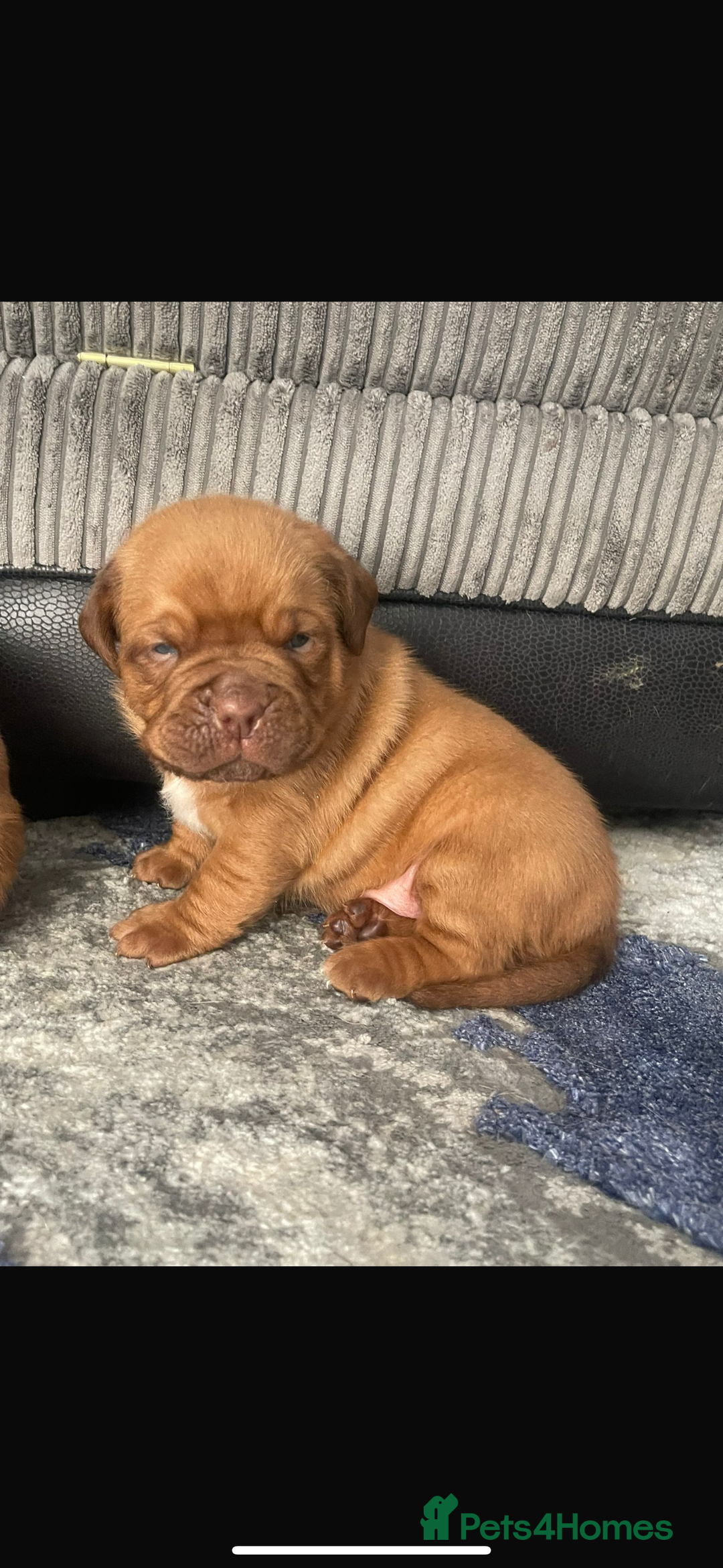 Dogue De Bordeaux dogs for sale: (REDUCED) kc registered champ blood ddb puppies  - Advert 2