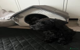 Miniature Schnauzer dogs for sale: Black pedigree miniature schnauzer - Female - Image 4