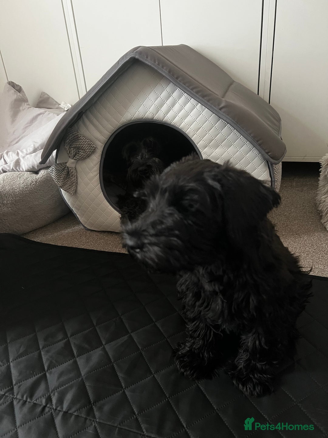 Miniature Schnauzer dogs for sale: Black pedigree miniature schnauzer - Female - Image 4