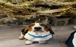 Basset Hound dogs for sale: Basset Hounds - Image 4