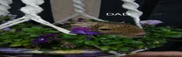 Degus rodents for sale: EXOTIC BABY DEGUS in pairs - Advert 7