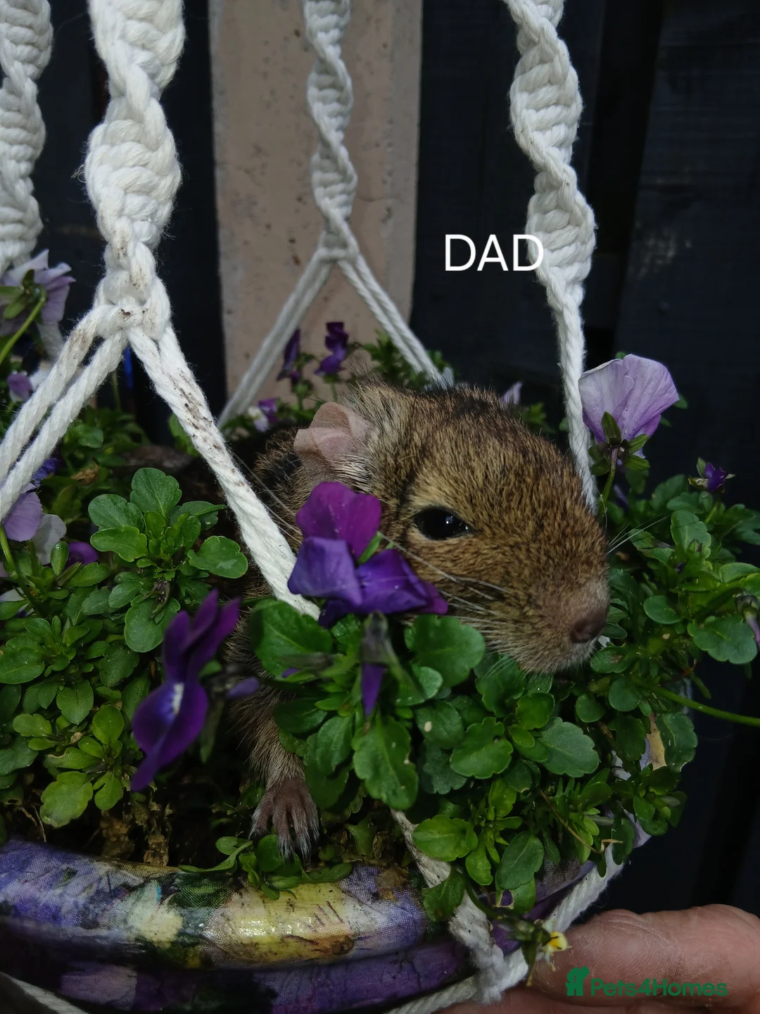 Degus rodents for sale: EXOTIC BABY DEGUS in pairs - Advert 7