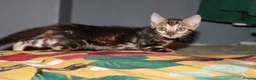 Bengal cats for sale: Four Bengal Kittens for Sale. TICA Pedigree Reg'd - Advert 7