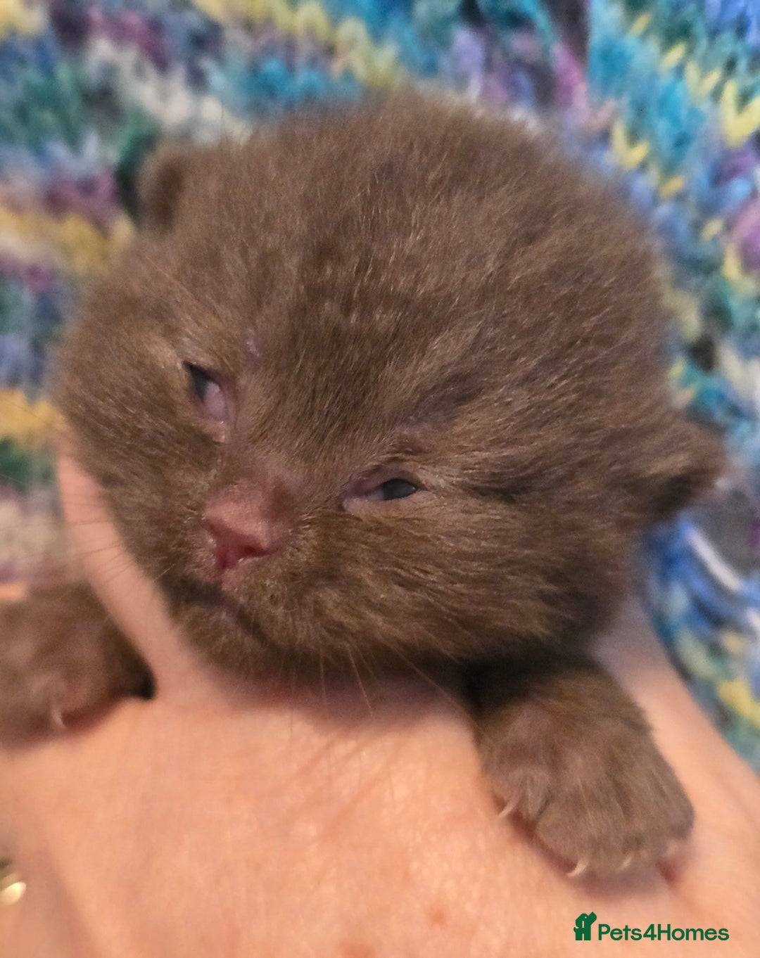 British Shorthair cats for sale: ONE GIRL LEFT TICA REGISTERED BRITISH SHORTHAIR - Advert 17