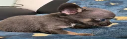Mixed Breed dogs for sale: Bullhuahua puppies (French BulldogXChihuahua) - Advert 12