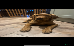 Labrador Retriever dogs for sale: Fox Red Pup “Nala” - Advert 1