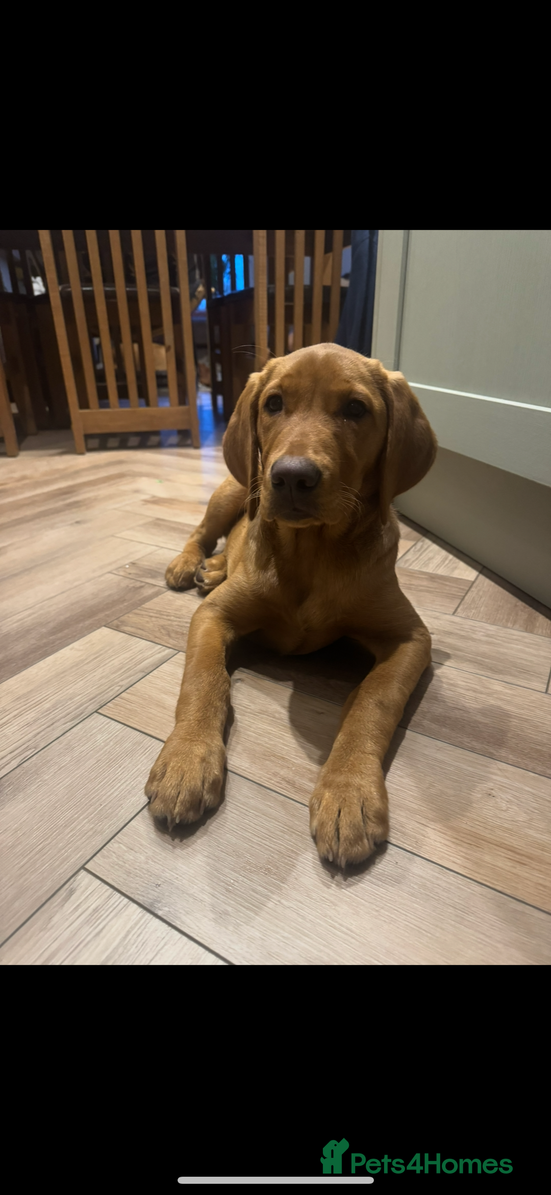 Labrador Retriever dogs for sale: Fox Red Pup “Nala” - Advert 1