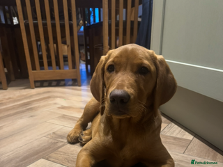 Labrador Retriever dogs for sale: Fox Red Pup “Nala” - Advert 1