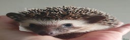 Pygmy Hedgehog rodents for sale:  Full pedigree Baby African pygmy hedgehogs  - Advert 3