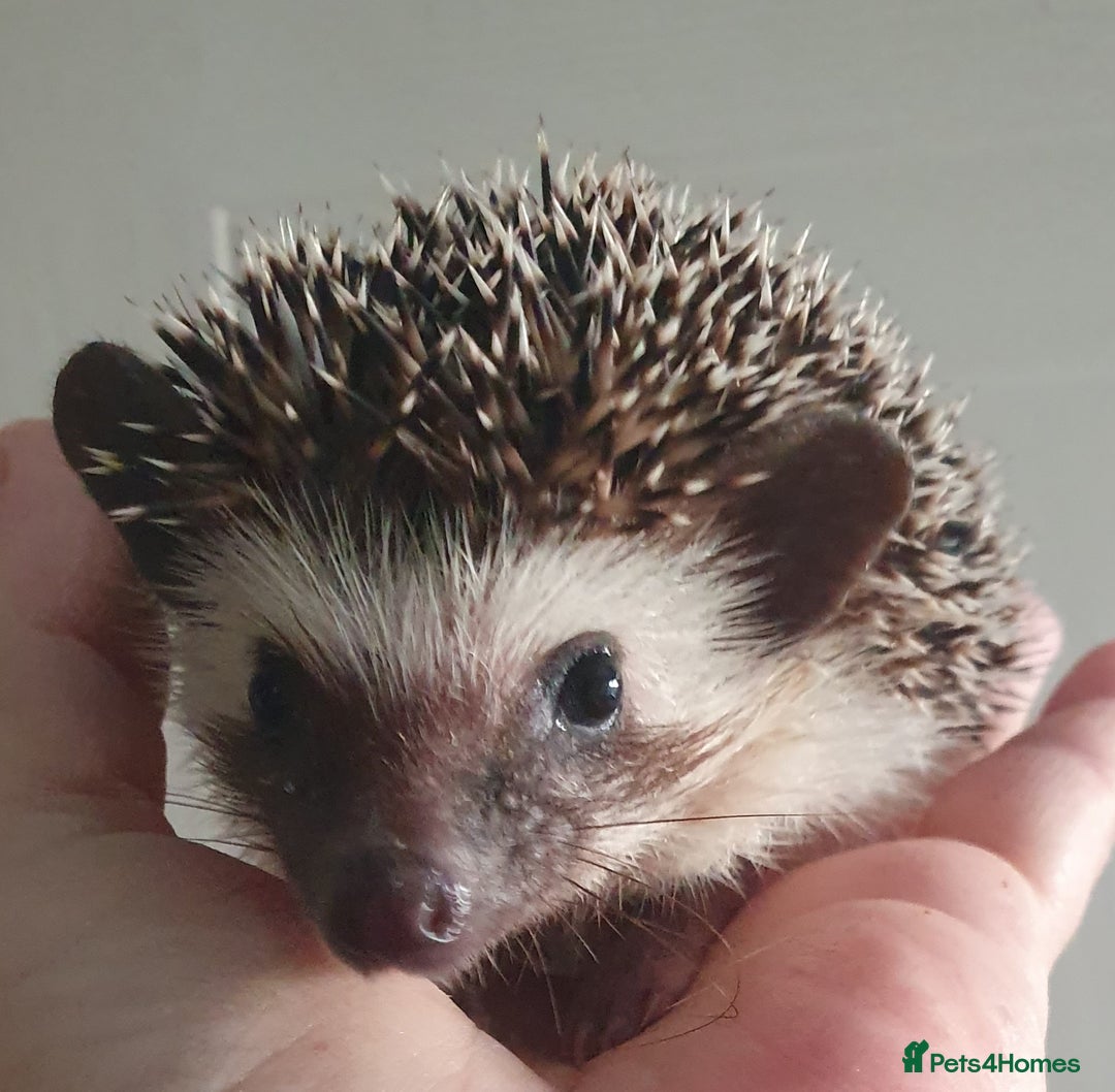 Pygmy Hedgehog rodents for sale:  Full pedigree Baby African pygmy hedgehogs  - Advert 3