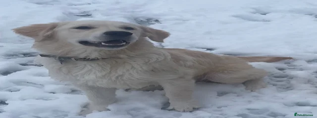 Charlie