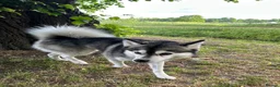 Pomsky dogs for stud: ✨ Handsome F2 Pomsky Stud Available ✨ - Advert 4