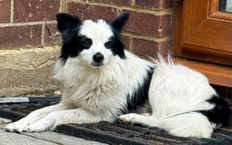 Chihuahua dogs for adoption: Toffy in West Malling - Image 15